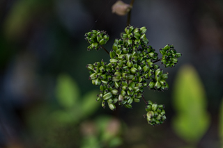 台峯緑地 山歩き