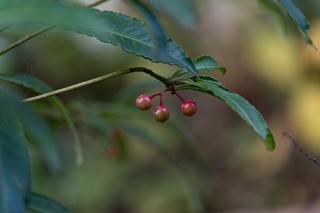北鎌倉
台峯緑地 山歩き