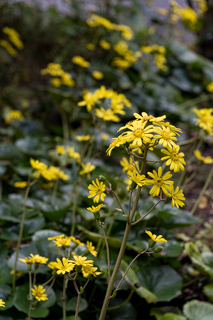 台峯緑地 山歩き