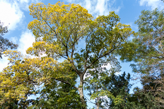 北鎌倉
台峯緑地 山歩き