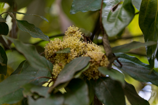 北鎌倉
台峯緑地 山歩き