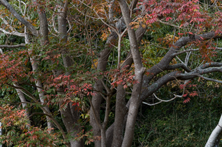 北鎌倉
台峯緑地 山歩き