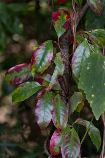 台峯緑地 山歩き