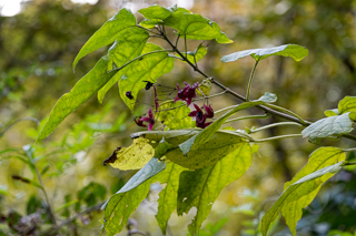 北鎌倉
台峯緑地 山歩き