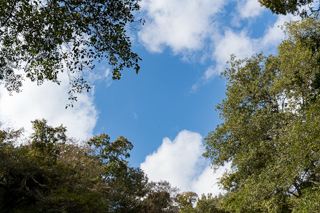 台峯緑地 山歩き