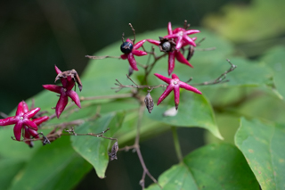 北鎌倉
台峯緑地 山歩き