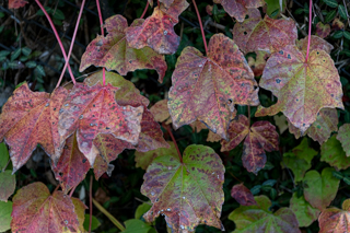 北鎌倉
台峯緑地 山歩き