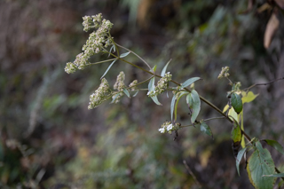 北鎌倉
台峯緑地 山歩き