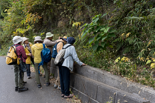 北鎌倉
台峯緑地 山歩き