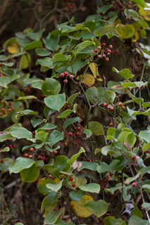 北鎌倉
台峯緑地 山歩き